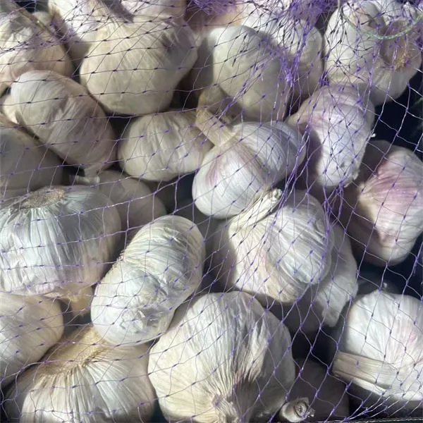 Single Headed Garlic